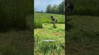 A short and very rough demonstration of scything the lawn，no annoying the neighbours#shorts