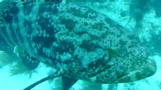 Cape Coral Scuba Quest Reef Dive