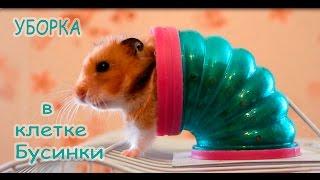 Уборка в клетке у Бусинки. HOW TO CLEAN A HAMSTER CAGE