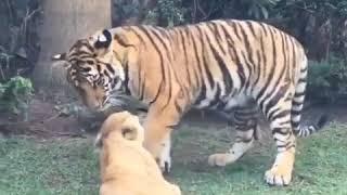 lion Vs tiger
