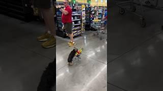 This is the cutest thing I've ever seen! ️