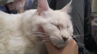 Мъркане на коте / purring cat