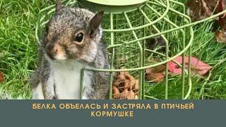 Белка объелась и застряла в птичьей кормушке///