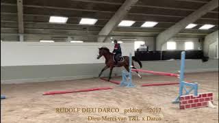 Rudolf Dieu Darco, under saddle, Dieu Merci van T&L x Darco, gelding, °2017, Belgian Horse Trading