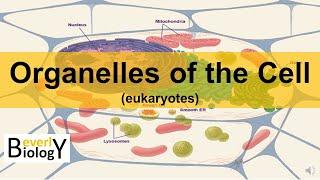 Organelles of the Cell (updated)