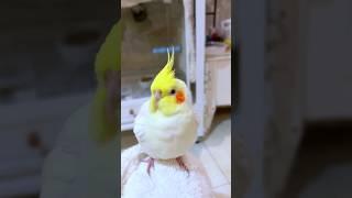 Are Cockatiels Your Favourite Pets? #cockatielscraze