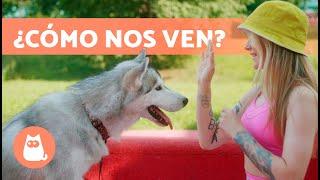 ¿Cómo VEN los PERROS a los HUMANOS? ‍️ ¿Nos Ven Como a Sus Padres?