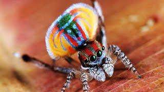 The Most Beautiful Spider In The World