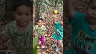 Mango picking time | sweet and juicy mangoes |#youtubeshorts #videos  #shorts  #mangoseason