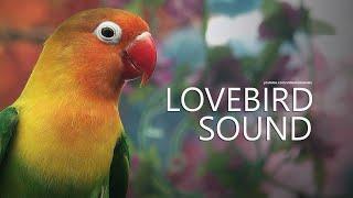 Lovebird Sound: Green Fischer | Lovebird Call - February 2025