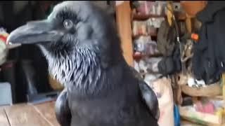 Talking crow in Russia.