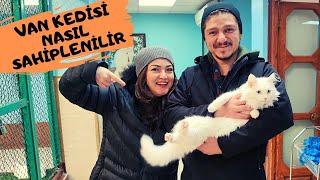 VAN KEDİSİ NASIL SAHİPLENİLİR / TÜRKİYE GÜZELİ MİA İLE TANIŞIN / KEDİ VİLLASI, Van Cats, 4k, Neyokki