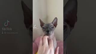 Scratchies  #sphynx #cat #noodybums