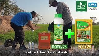 Kenvos—Sotfguard ++, Seamino, K-Flower Fruit on the rice crop of farmers with high efficiency.