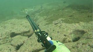 Spearfishing Illawarra & South Coast NSW