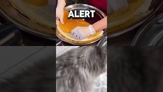 My Cat Got a Shout Out From AMBER ALERT?!  (Seriously?!)