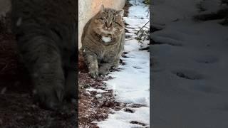 Милый котик Барсик  Cute cat Barsik  Котики  #cat #barsik #catvideos #catlover #catcute