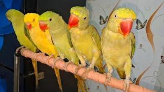 Yellow ringneck parrot sound female