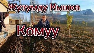 Жузумду Кышка Комуу…