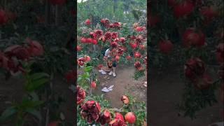 Beautiful nature fruit Pomegranate  in china fruit garden #nature #fruit #shorts #food #eating