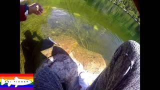 Fly fishing for trout Browning Lake / Vancouver