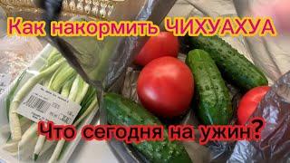 ⁉️Как накормить чихуахуа ⁉️Что у нас на ужин?