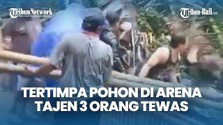 BREAKING NEWS! 3 Orang Tewas di Arena Tajen Usai Diterjang Angin Kencang & Tertimpa Pohon Aren