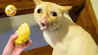 Funniest Animals of 2024  | Hilarious New Cat and Dog Videos 