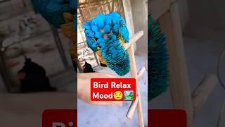 Macaw Parrot in relax mood ️ #youtubeshorts #birds #shortsvideo #shorts #trending #viralvideo