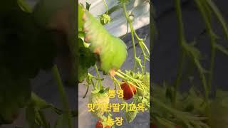 [통영여행]통영맛기찬딸기교육농장[만지도연대도][통영섬여행][통영가볼만한곳][만지도배타는곳][만지도직항][연대도배타는곳][통영맛집][통영1박3식][통영멸치][통영펜션]