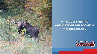 Vt. moose hunting applications due soon for the 2023 season