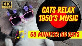Cats relaxing with 1950's Music [4K]