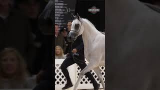 Vierra Manny of Valley Oak Arabians, and some of his horses, Scottsdale Arabian Horse Show 2023