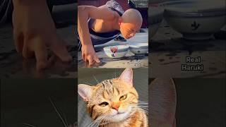 Bro take challenge seriously  #cat #meme #dance
