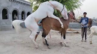 Big horse breeding process and Big horse metting from horse form