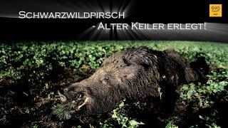 Schwarzwild anpirschen - alter Keiler erlegt! - #Pulsar