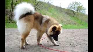 Ein Jahr Eurasier Finnlay
