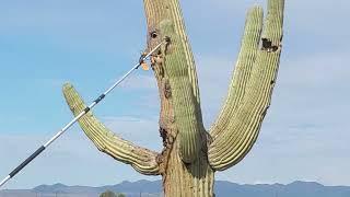 Desert Purple Martin Project