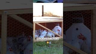 How Rabbit Tractors Reduced Parasites and Improve Health?