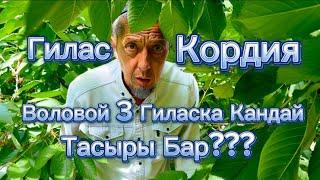 Гилас Кордия, Воловой 3 Гиласка Кандай Тасыры Бар??? Информация…