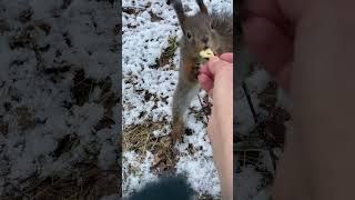 #белка пытается ходить на двух лапах#squirrel #breakfast #wildlife #стрим #animals #shorts #short