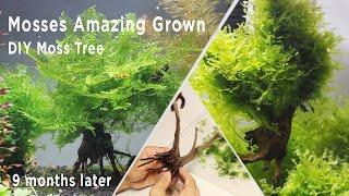 DIY Moss Tree -  Mosses Amazing Grown(9 months later)