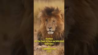 Scarface vs Legendary Lions!!