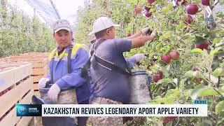 Kazakhstan revives legendary Aport apple variety