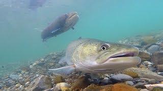 Huchen Spawning Underwater | Mrest mladice | Hucho Hucho | Taimen