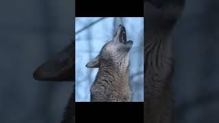 The sound of a wolf