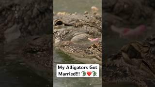 My Alligators Got Married!!! ️ (1 Year Anniversary)#shorts #alligator
