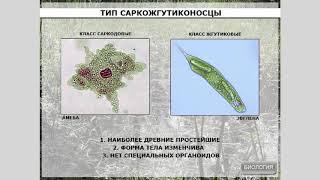 Тип Саркожгутиконосцы