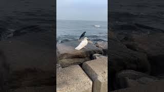 Pigeon and crow #birds #funny #relaxing #beautiful #nature