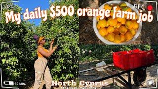 Vlog: My daily $500 Orange farm job in North Cyprus | working as an international student |